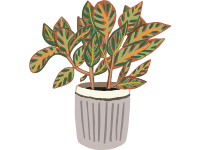 Croton
