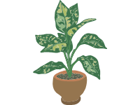 Dumb Cane Plant