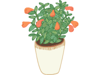 Goldfish Plant