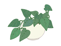 Heartleaf Philodendron