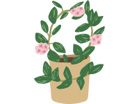 Hoya Plant