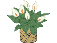 Peace Lilly