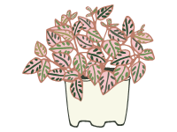 Polka Dot Plant
