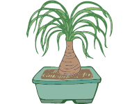 Ponytail Plant