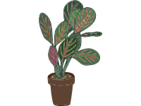 Prayer Plant