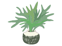 Straghorn Fern