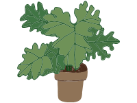 Three Philodendron