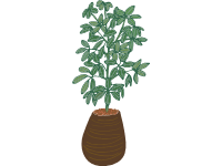 Umbrella Plant