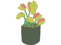 Venus Flytrap