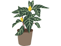 Zebra Plant