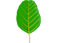 Alder