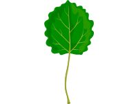 Aspen