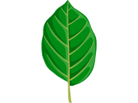 Beech