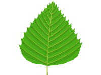 Birch