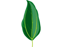 Camphor