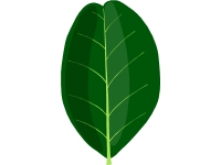 Carob Tree