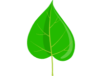 Catalpa