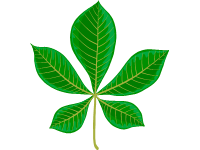 Chestnut