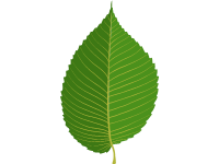 Elm