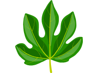 Fig Tree