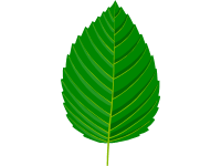 Hornbeam