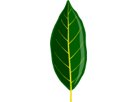 Laurel