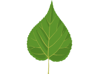Linden