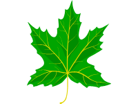 Maple