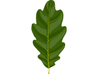 Oak
