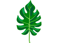 Palm