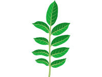 Pecan