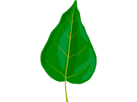 Poplar