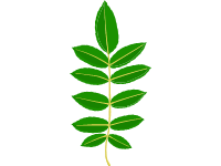 Rowan Tree