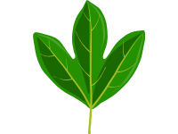 Sassafras