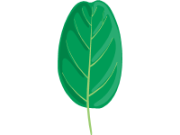 Smoketree