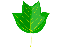 Tulip Tree