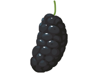 Black Mulberry