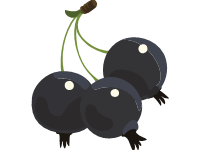 Blackcurrant