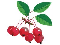 Crabapple Red