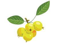 Crabapple