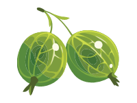 Gooseberry Branch