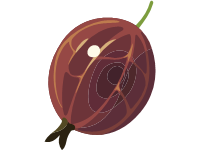 Gooseberry