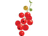Red Currant