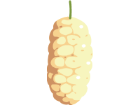 White Mulberry