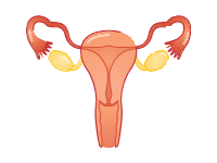 Female Reproductive System