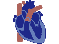 Heart 1