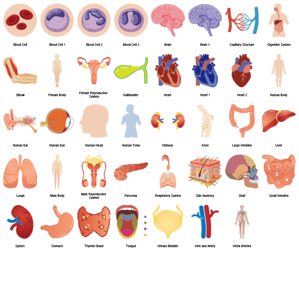 Human Body Preview Large