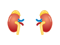 Kidneys