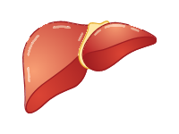 Liver