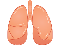 Lungs